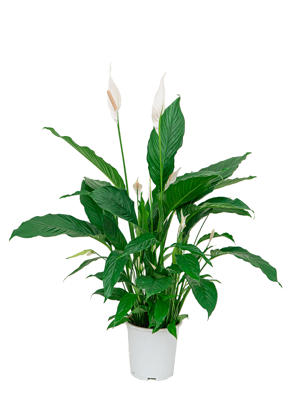 Verzorgingstips Spathiphyllum